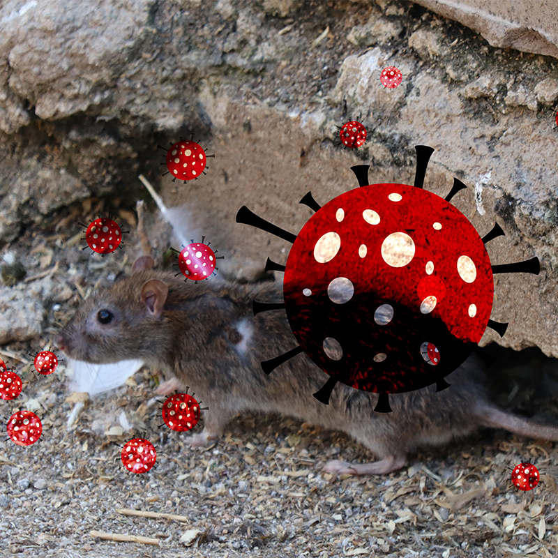 propagation hantavirus