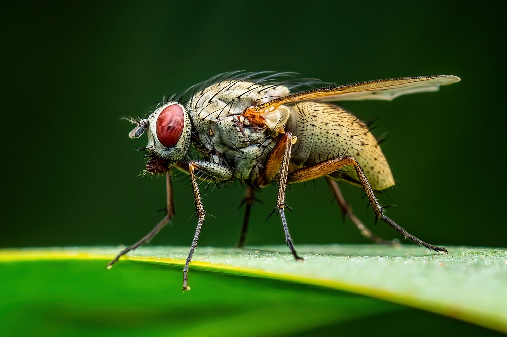 Se débarrasser des moucherons