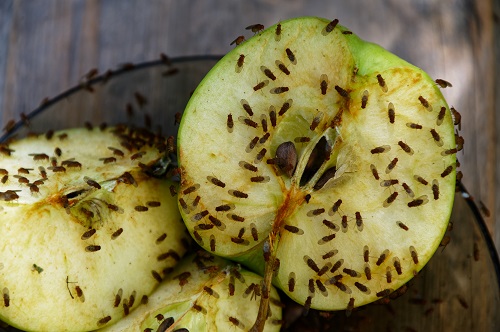 mouches à fruits