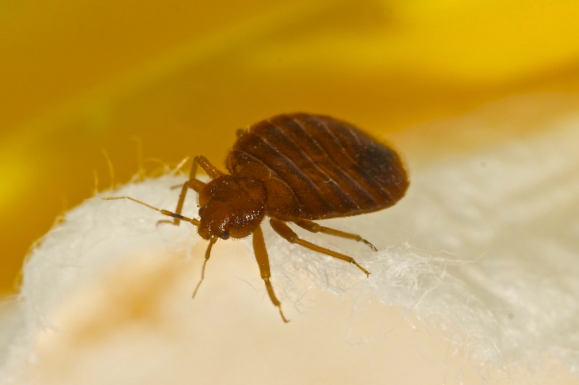 Tuer les punaises de lit avec la terre de diatomée : ce qu'il faut savoir